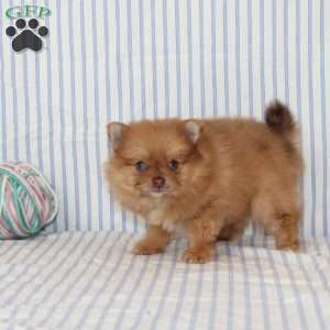 Olive, Pomeranian Puppy
